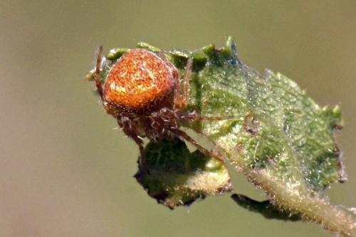 Réf. 318 361 : Neoscona subfusca